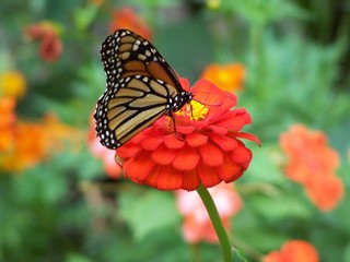 monarch butterfly