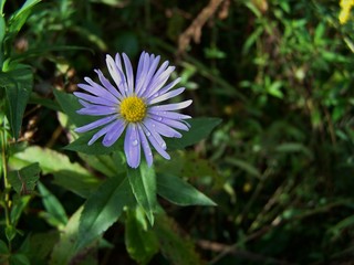 aster