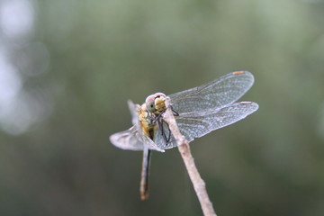 dragon fly