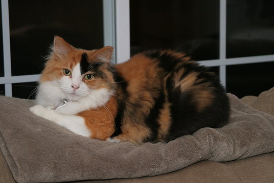 calico cat domestic pretty rest sleep relax lounge