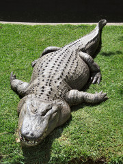 crocodile