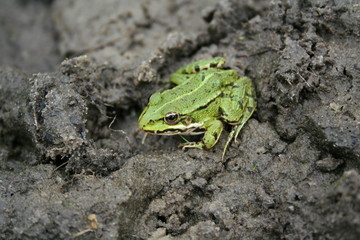 green frog