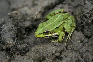 green frog