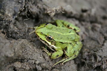 green frog