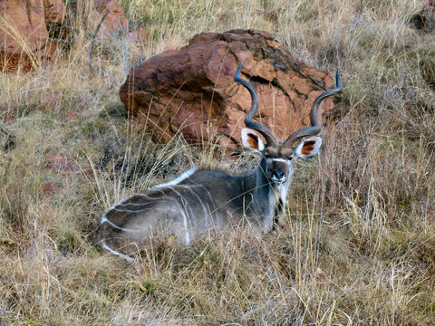 kudu