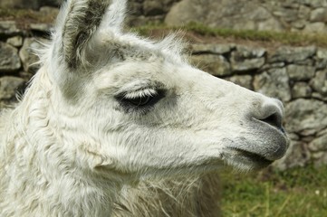 Fototapeta premium llama close-up