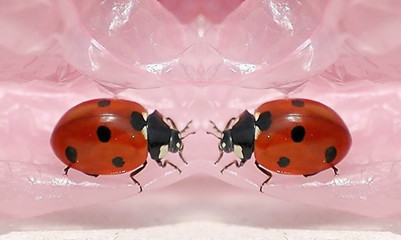 coccinelles