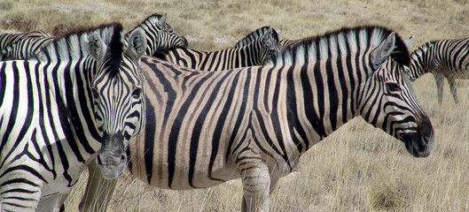 Fototapeta na wymiar afrikas zebra in der steppe