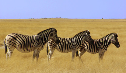Fototapeta na wymiar der zebra-streifen