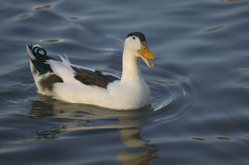 happy duck