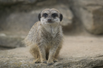 meerkat sitting