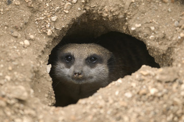 meerkat in hole