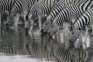 drinking zebra