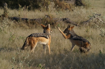 black-backed jackals