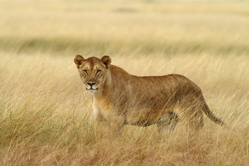 Fototapeta na wymiar lew