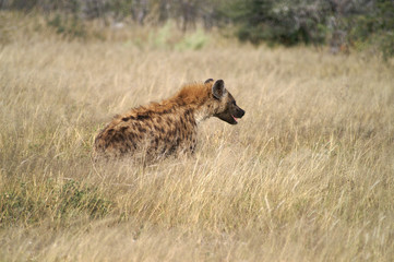 Obraz premium running spotted hyena