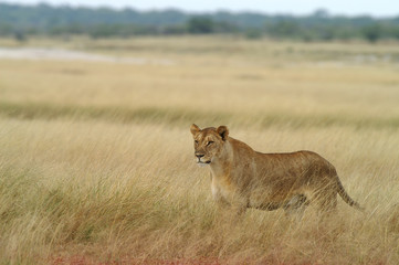 Fototapeta na wymiar lew