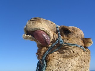 camel in love
