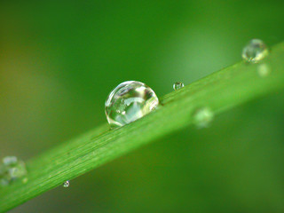 goutte profil © cdrcom