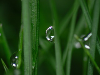 goutte sur brin d'herbe