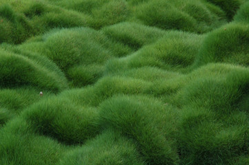 barefoot on grass