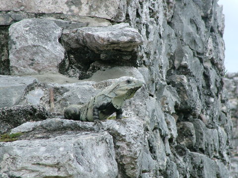 hyguane ruines de tulum