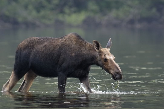 moose (alces alces), wyoming