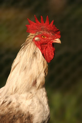 coq gaulois