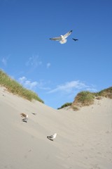 gulls at a beach