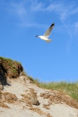 gull flying over a sandhill at a beach
