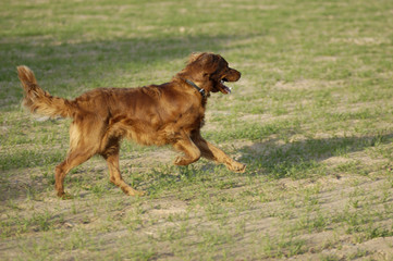 golden retriever corriendo