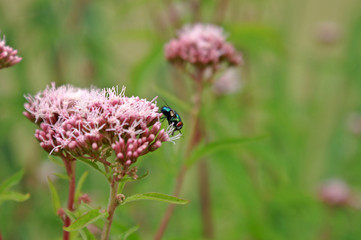 Fototapeta premium fly on flowers
