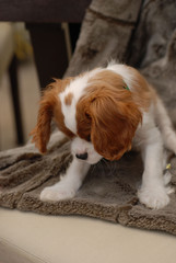 cute king charles spaniel