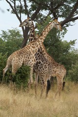 giraffes