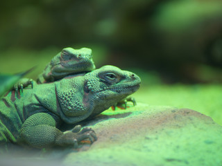 chuckwalla lizards (sauromalus ater)
