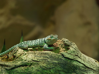 beaded lizard (heloderma horridum)