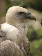vulture