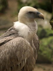 vulture