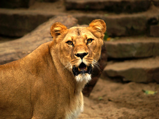 Plakat lioness