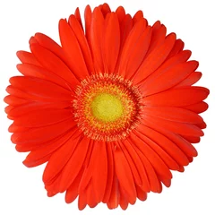 Cercles muraux Gerbera fleur