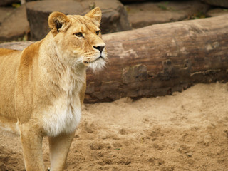 lioness