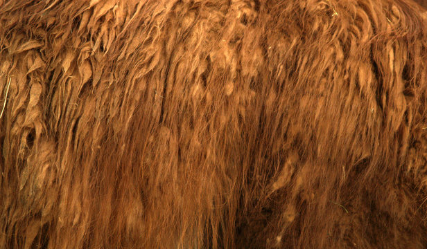 hairy