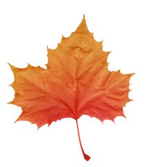 fall leaf isolated