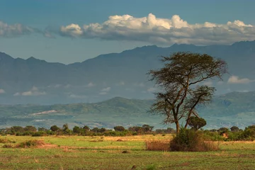 Fotobehang african savanna © Dmitry Pichugin
