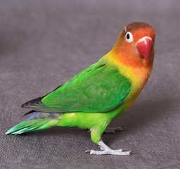 lovebird