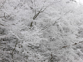 arbres sous le givre