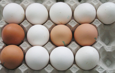 order eggs   opposition