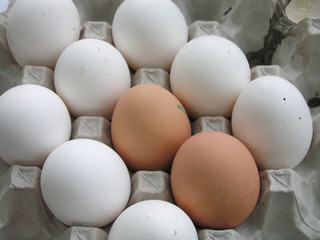 order eggs    opposition