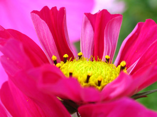 cosmos flower