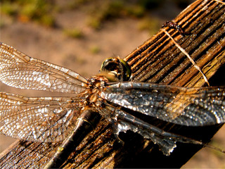 dragonfly